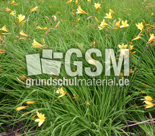 Lilien-1.jpg